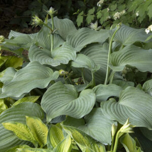 Hosta 'Blue Angel'