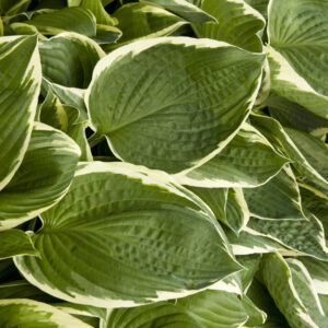 Hosta 'Francee'