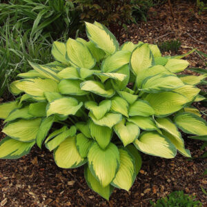 Hosta 'Gold Standard'