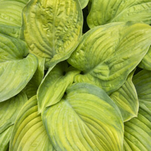 Hosta 'Guacamole'