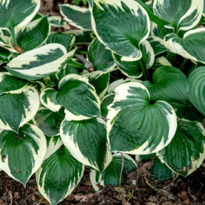 Hosta 'Patriot'