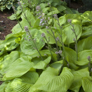Hosta 'Sum and Substance'