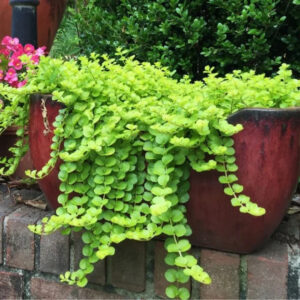 Lysimachia 'Creeping Jenny'