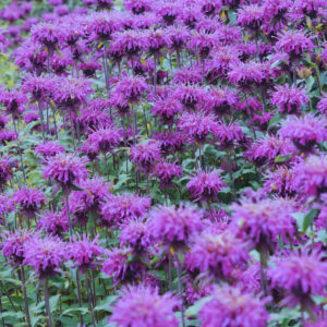 Monarda 'Balmy Purple'