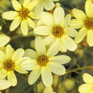 Coreopsis 'Moonbeam'