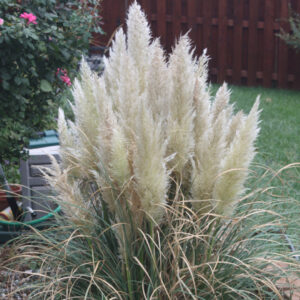 Dwarf Pampas Grass