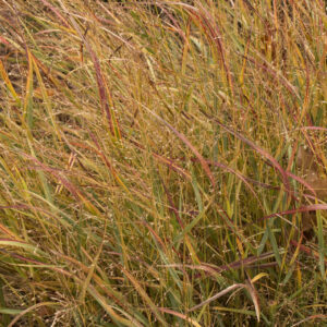 Switch Grass 'Shenandoah'