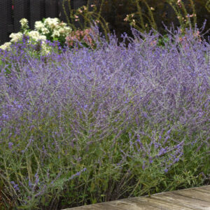 Crazy Blue Russian Sage