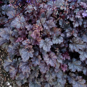 Heuchera 'Plum Pudding'