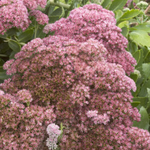 Sedum 'Autumn Joy'