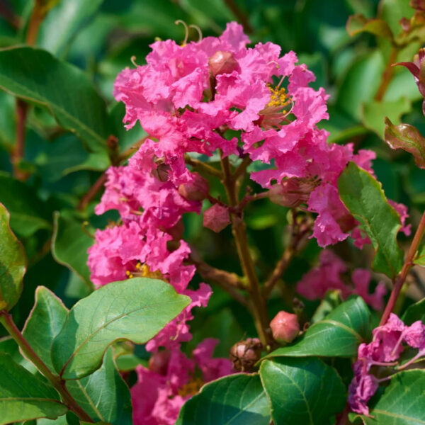Crape Myrtle 'Tuscarora' - Image 2
