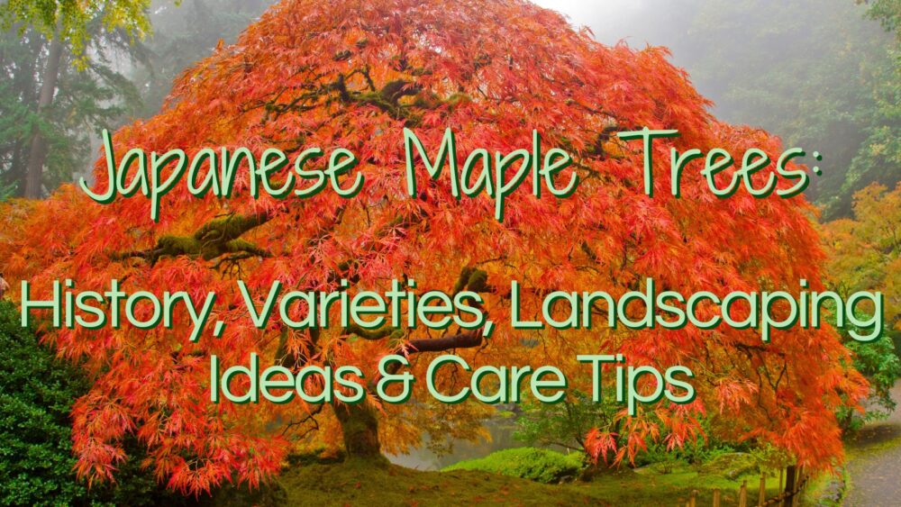 Japanese Maple Trees: History, Varieties, Landscaping Ideas & Care Tips