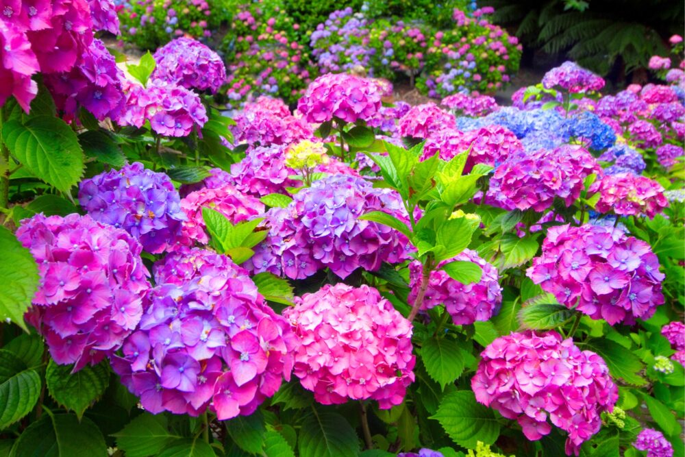 Shrubs