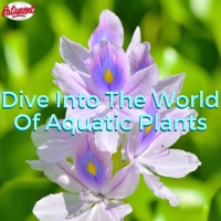 Dive Into The World Of Aquatic Plants