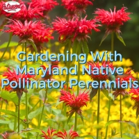 Gardening With Maryland Native Pollinator Perennials