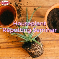 Houseplant Repotting Seminar