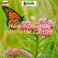 How To Start A Pollinator Garden