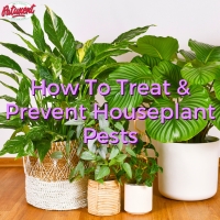 How To Treat And Prevent Houseplant Pests