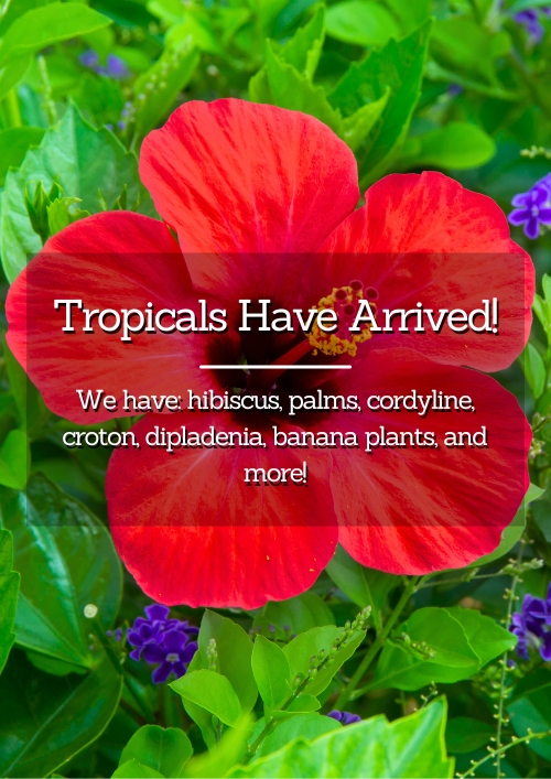 Tropicals-Have-Arrived