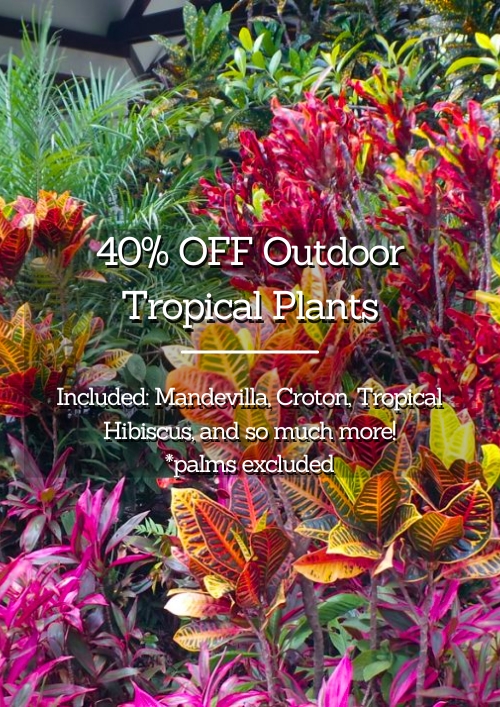 40-OFF-Tropical-Plants