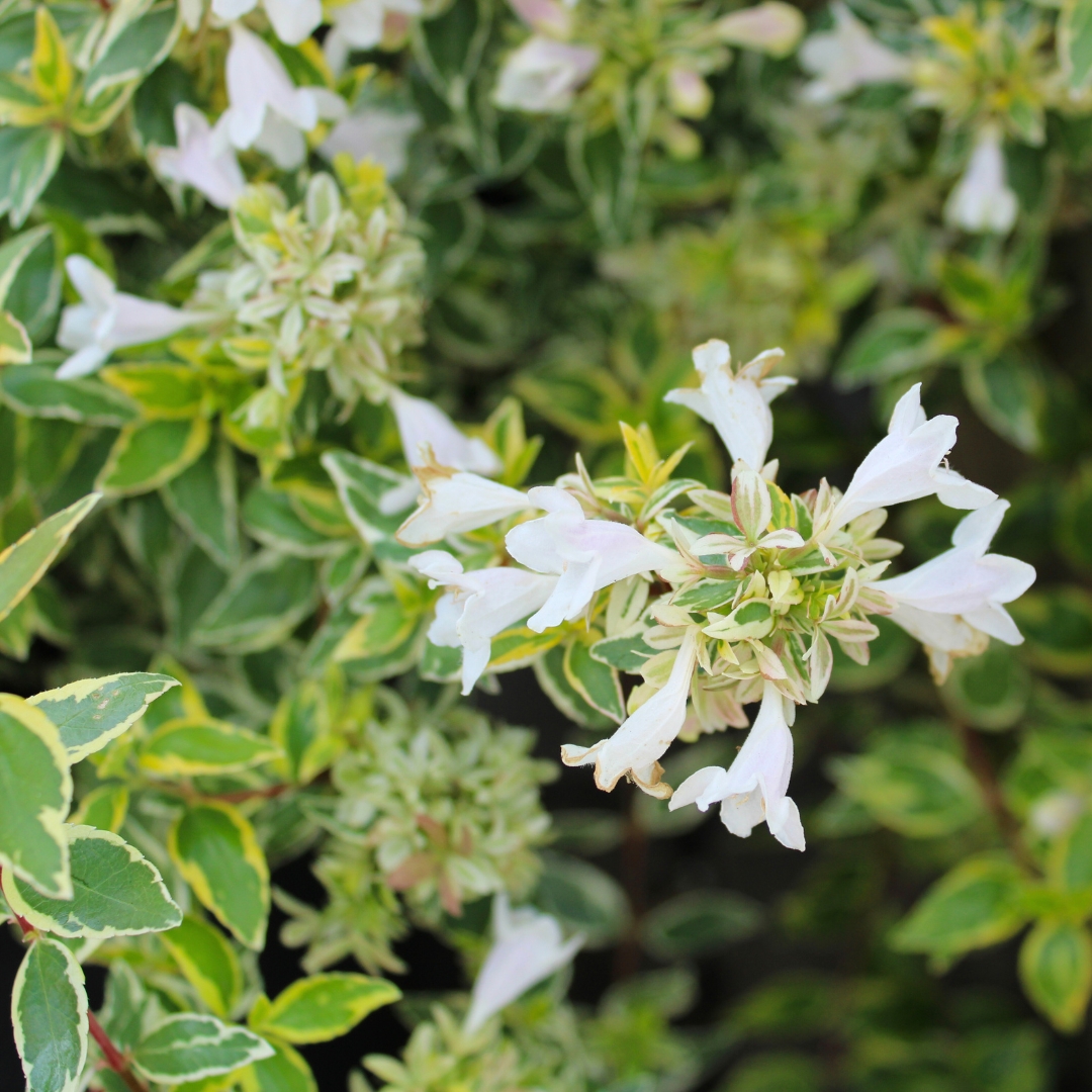 Abelia 'Radiance'