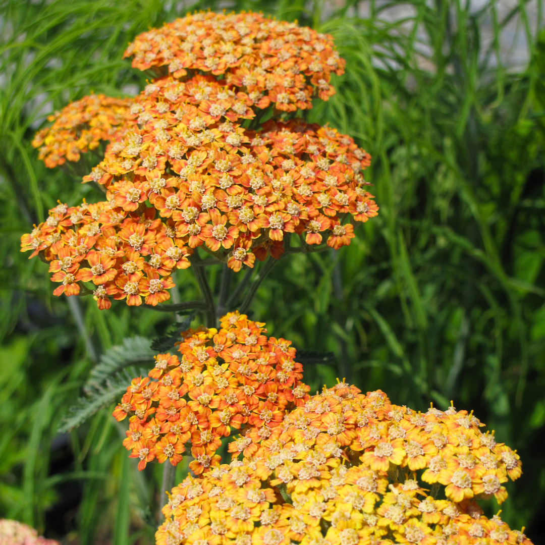 Achillea 'Terracotta'