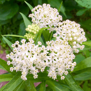 Asclepias incarnata 'Ice Ballet'
