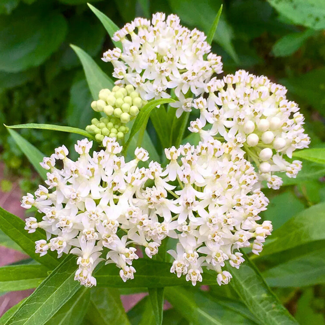 Asclepias incarnata 'Ice Ballet'