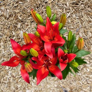 Lily 'Matrix'