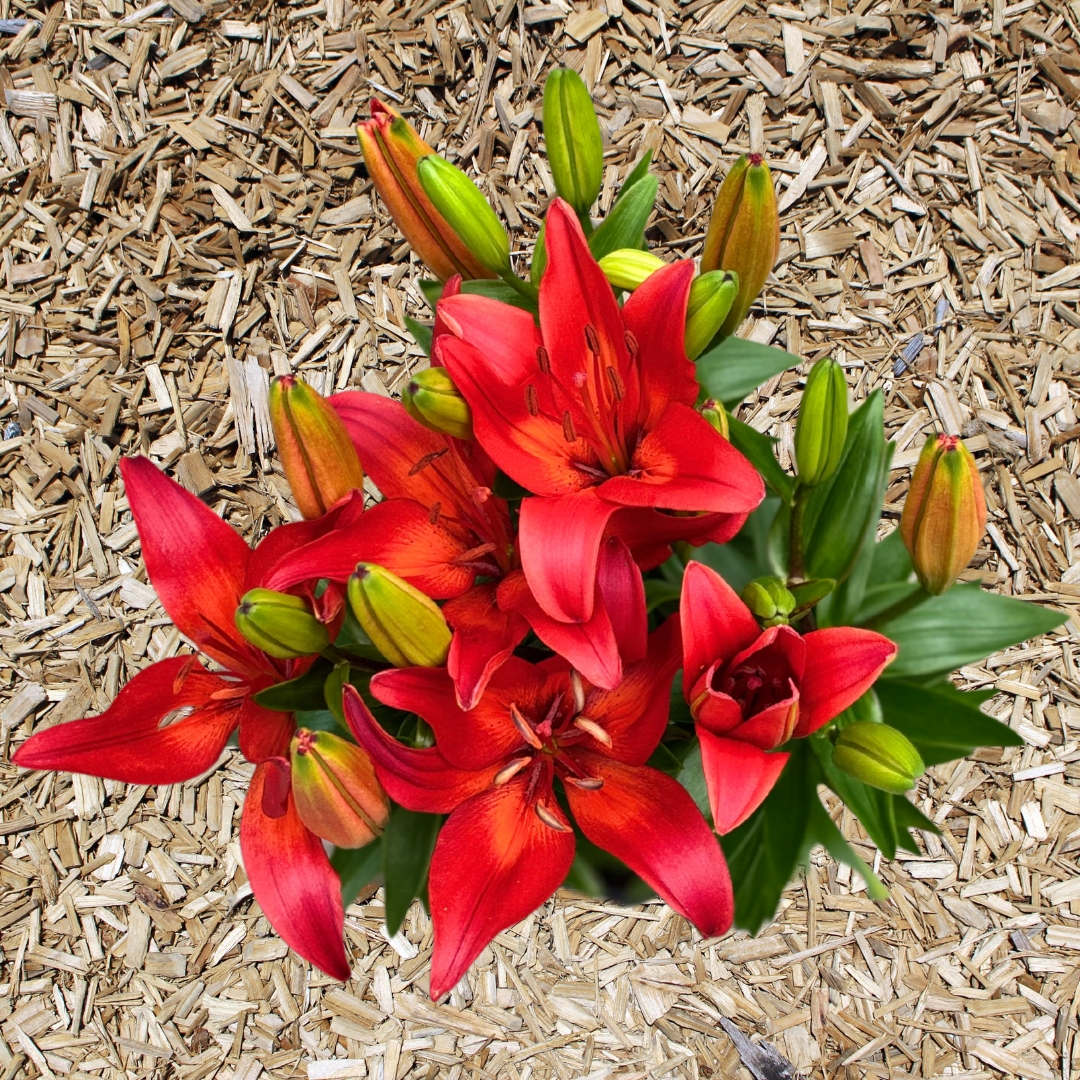 Lily 'Matrix'