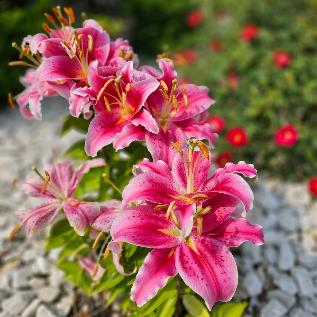 Lily ‘Stargazer’