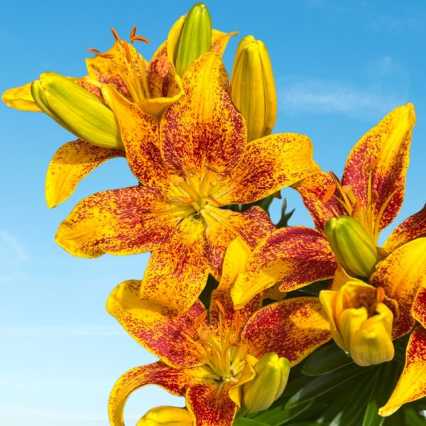 Asiatic Lily 'Tiny Parrot'