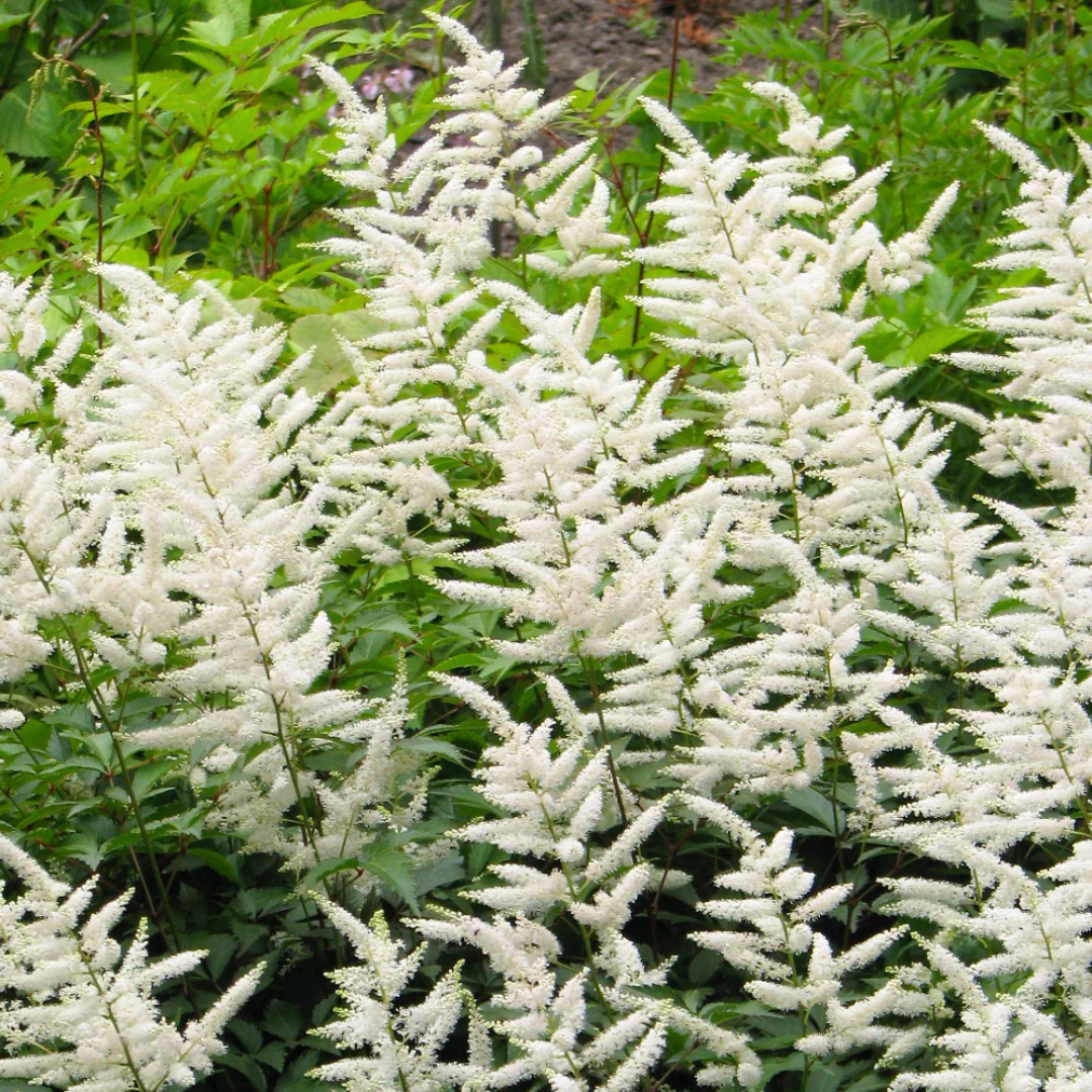 Astilbe ‘Snowdrift’