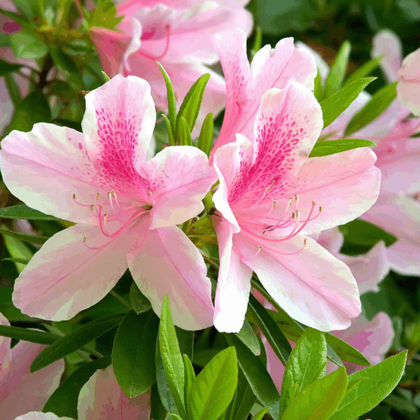 Azalea 'Autumn Twist' - Image 3