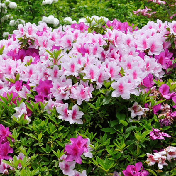 Azalea 'Autumn Twist' - Image 2