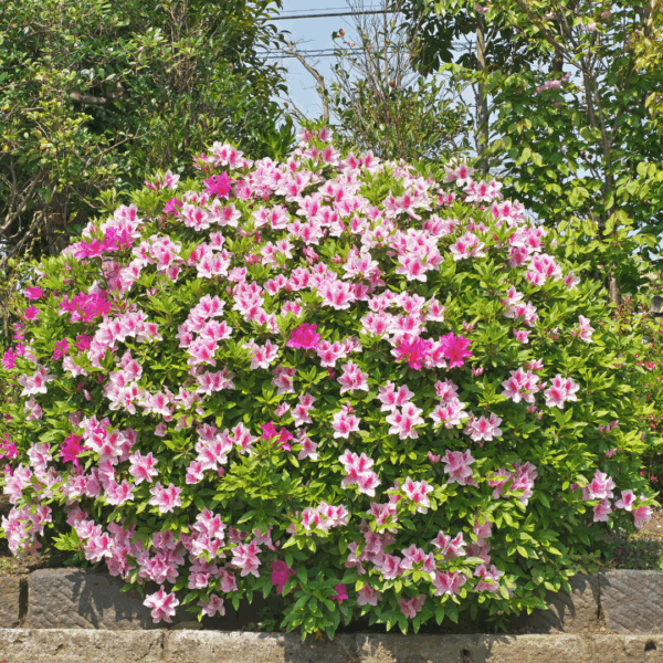 Azalea 'Autumn Twist'