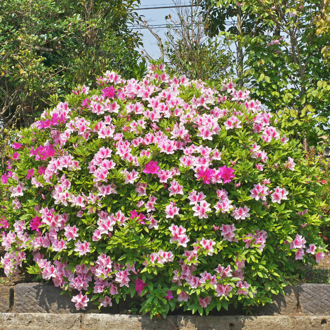 Azalea 'Autumn Twist'