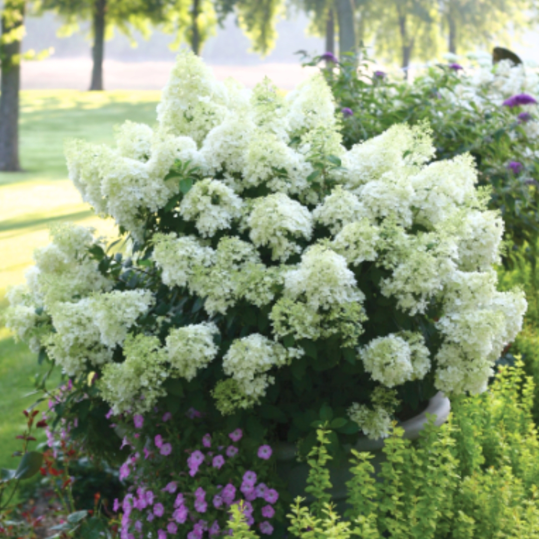 Bobo Hydrangea