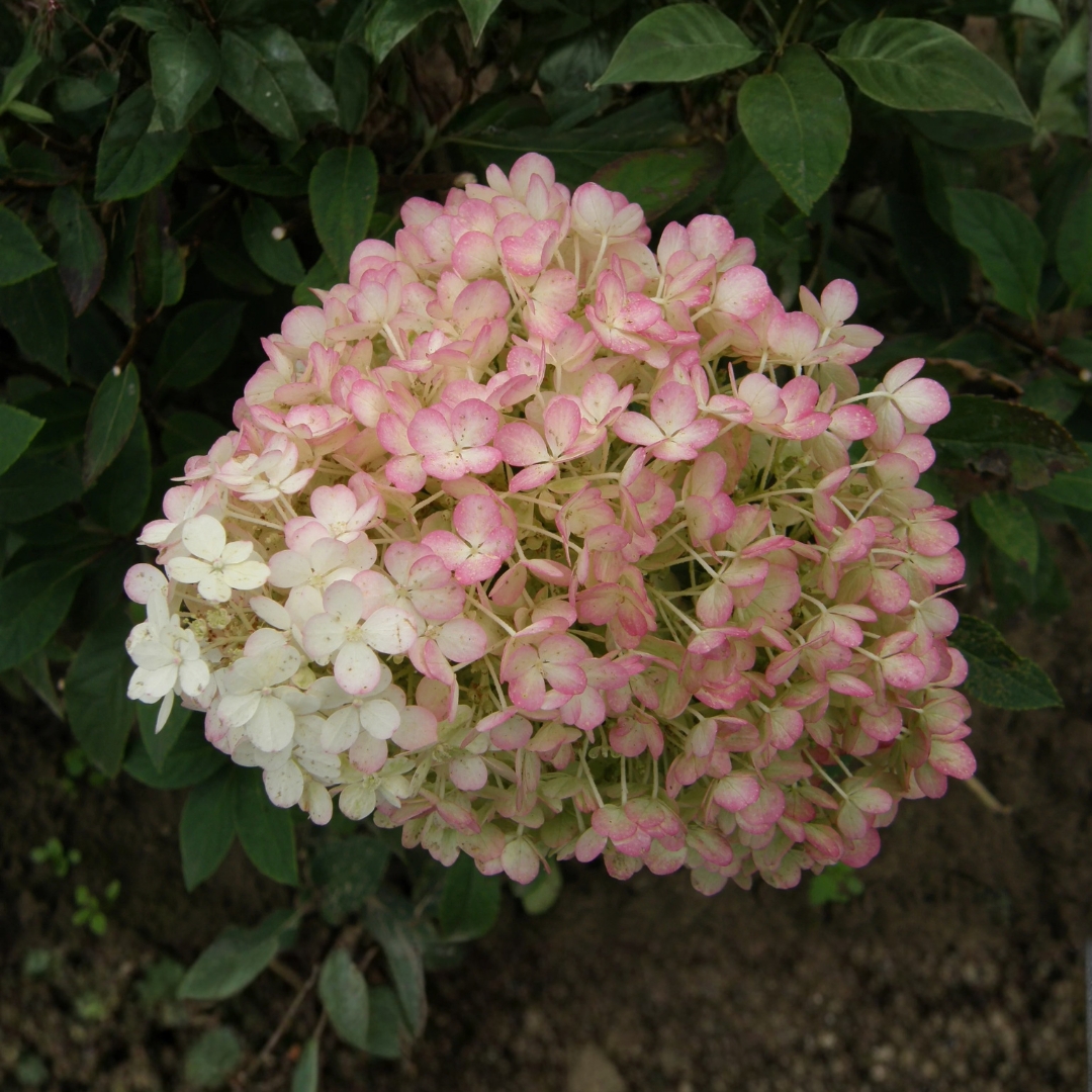 Bobo Hydrangea flower changing color