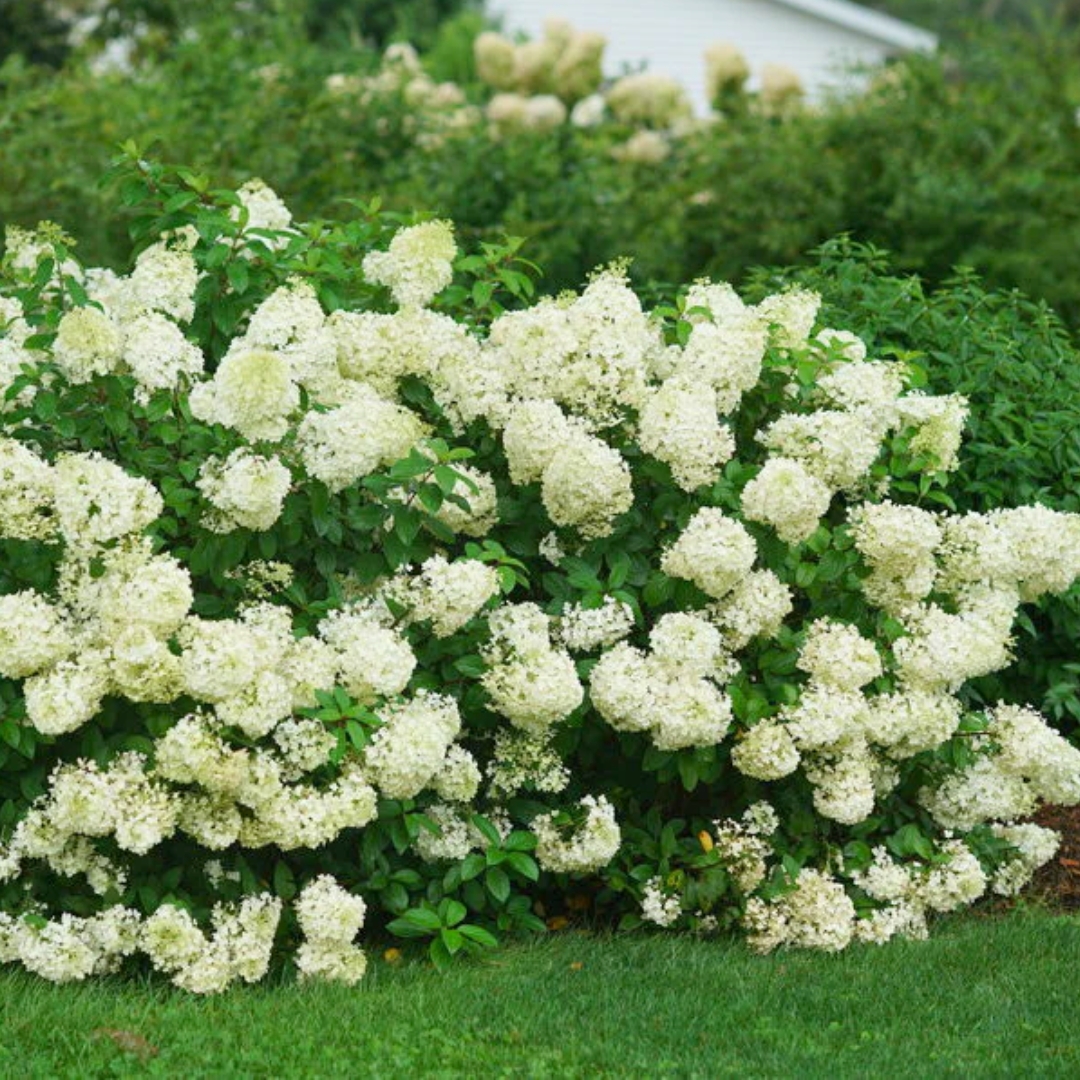 mature Bobo Hydrangea