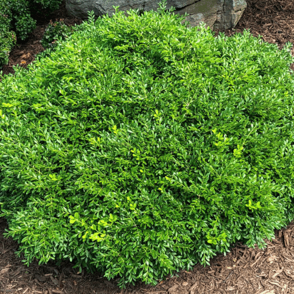 Boxwood 'Franklin's Gem'
