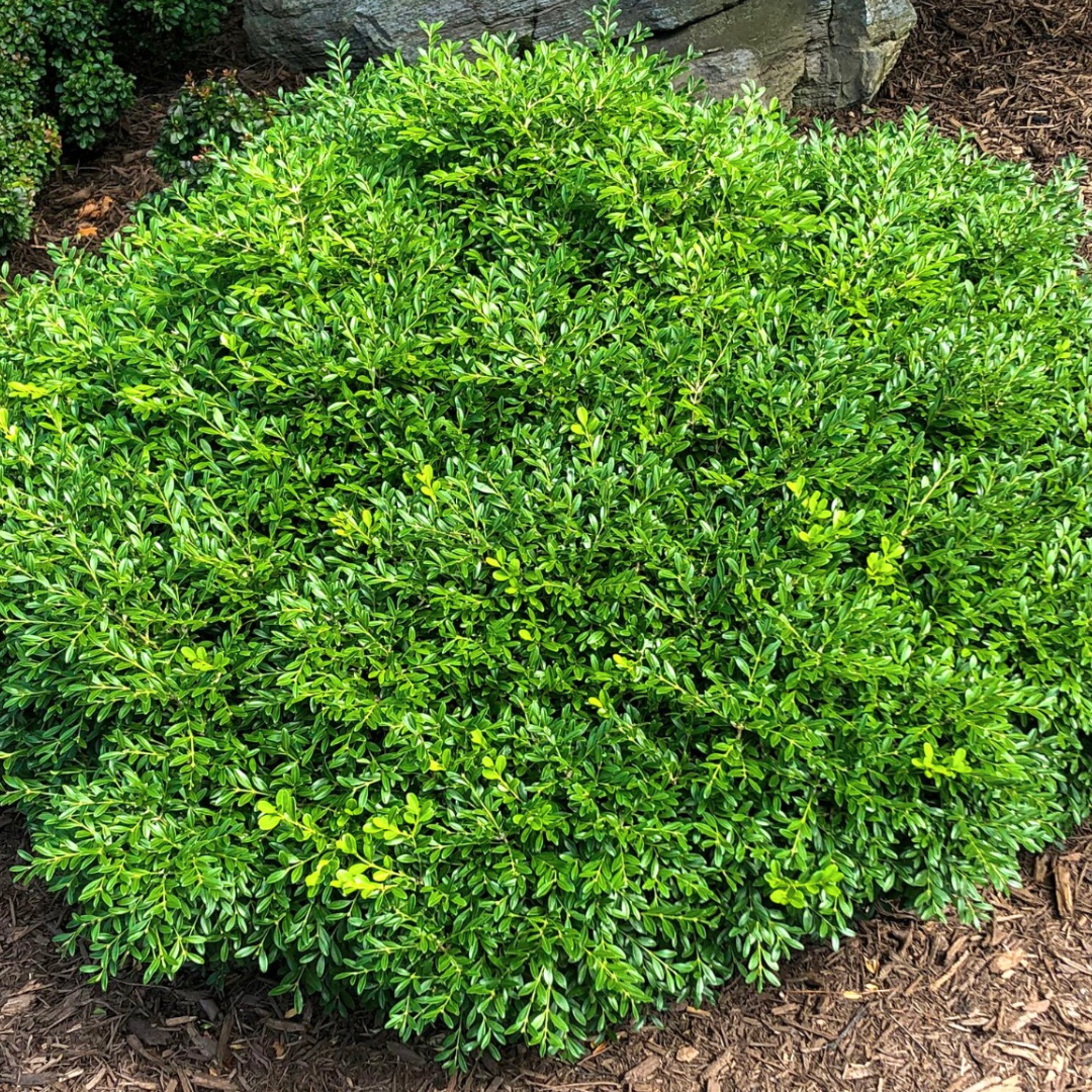 Boxwood 'Franklin's Gem'
