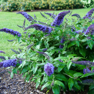 Butterfly Bush 'Pugster Blue'
