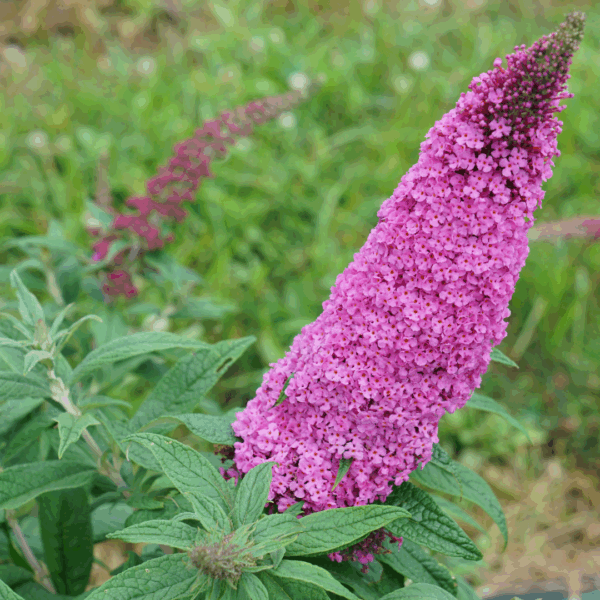 Butterfly Bush 'Pugster Pinker' - Image 2