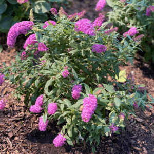 Butterfly Bush 'Pugster Pinker'