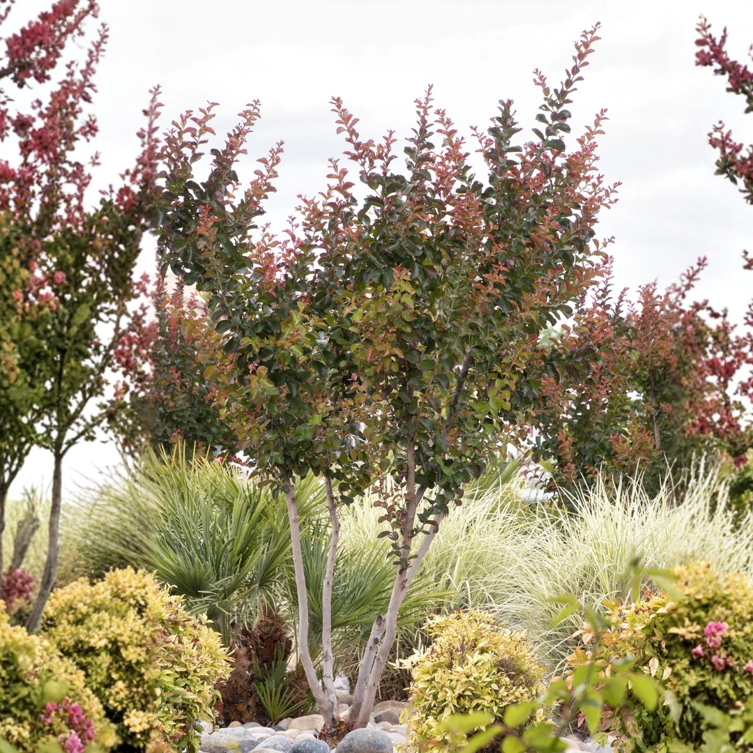 Catawba Crape Myrtle