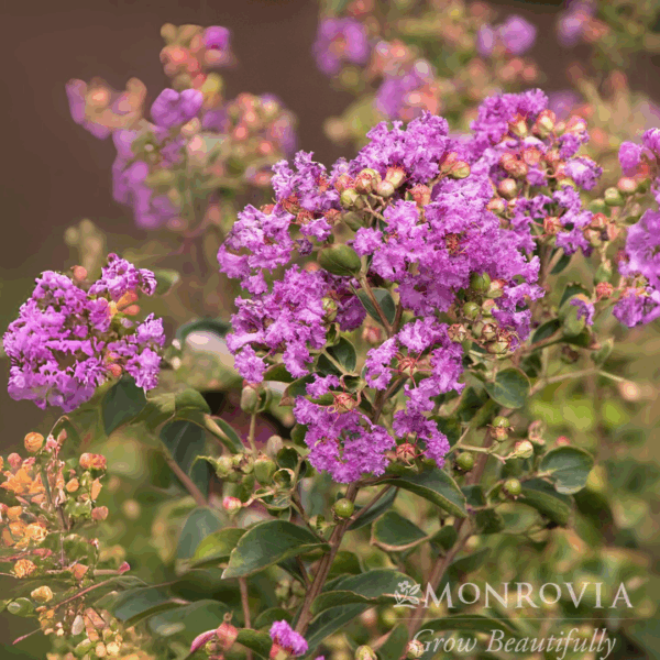 Crape Myrtle 'Catawba'