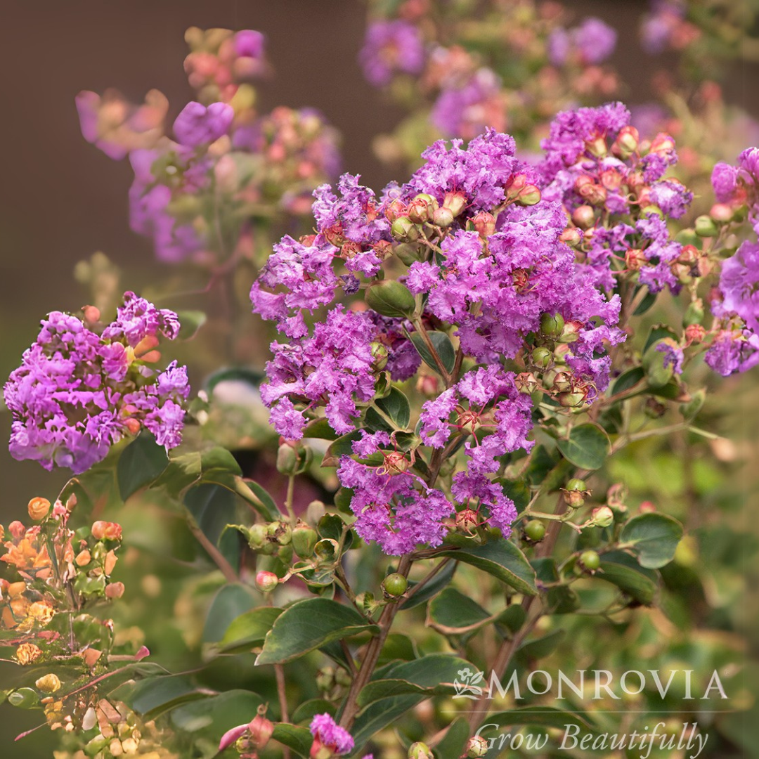 Crape Myrtle 'Catawba'