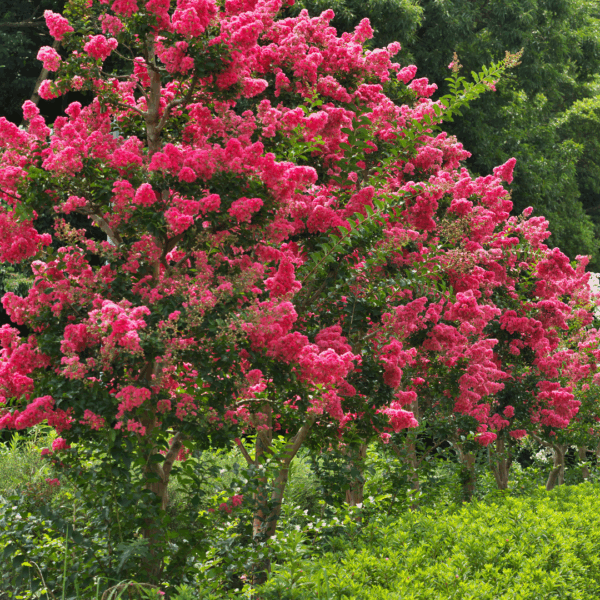 Crape Myrtle 'Pink Velour'