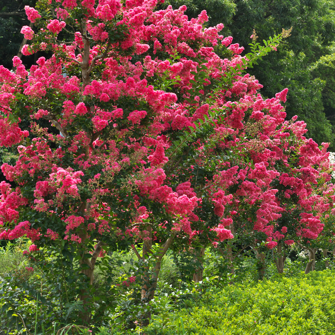 Crape Myrtle 'Pink Velour'
